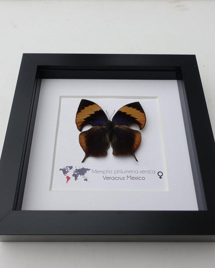 Framed memphis philumena xenica butterfly, entomology art, 6"x6"