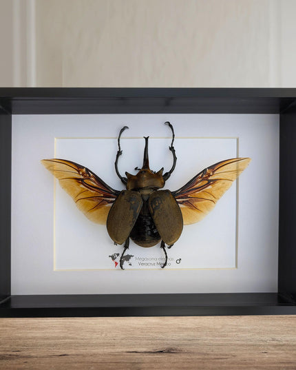 Framed Megasoma elephas, Elephant Beetle Taxidermy, A4 Wall Decor