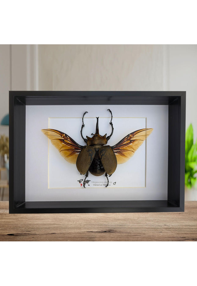 Framed Megasoma elephas, Elephant Beetle Taxidermy, A4 Wall Decor