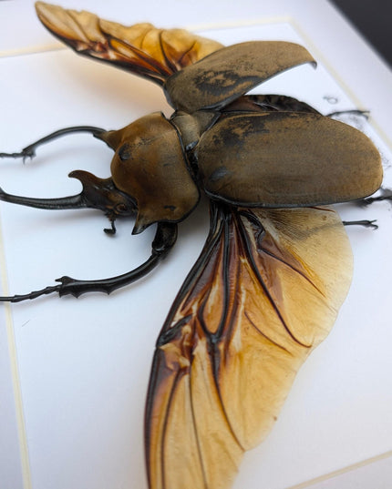 Framed Megasoma elephas, Elephant Beetle Taxidermy, A4 Wall Decor