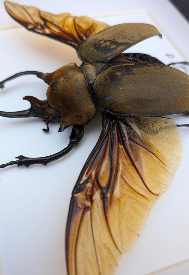 Framed Megasoma elephas, Elephant Beetle Taxidermy, A4 Wall Decor