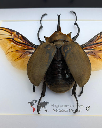 Framed Megasoma elephas, Elephant Beetle Taxidermy, A4 Wall Decor