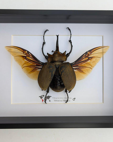 Framed Megasoma elephas, Elephant Beetle Taxidermy, A4 Wall Decor