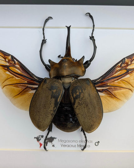 Framed Megasoma elephas, Elephant Beetle Taxidermy, A4 Wall Decor