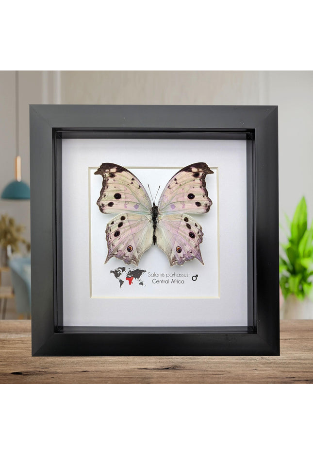 Framed Salamis Butterfly, Central Africa, 6x6"