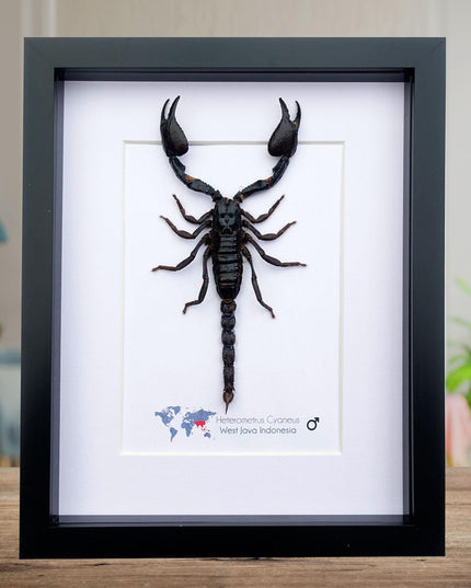 Framed asian jungle scorpion art: 8x10 heterometrus cyaneus