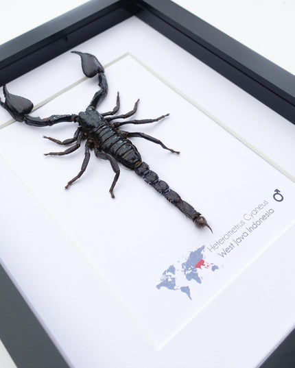 Framed asian jungle scorpion art: 8x10 heterometrus cyaneus