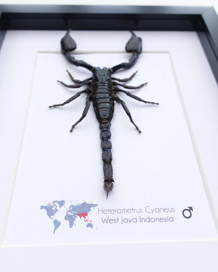Framed asian jungle scorpion art: 8x10 heterometrus cyaneus