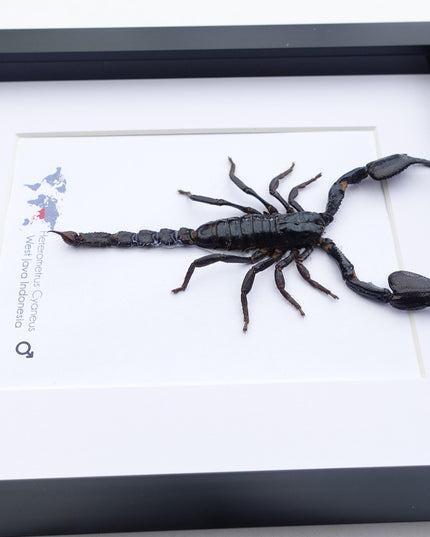Framed asian jungle scorpion art: 8x10 heterometrus cyaneus