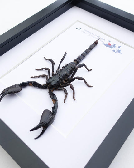 Framed asian jungle scorpion art: 8x10 heterometrus cyaneus