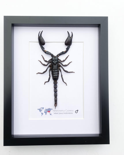 Framed asian jungle scorpion art: 8x10 heterometrus cyaneus