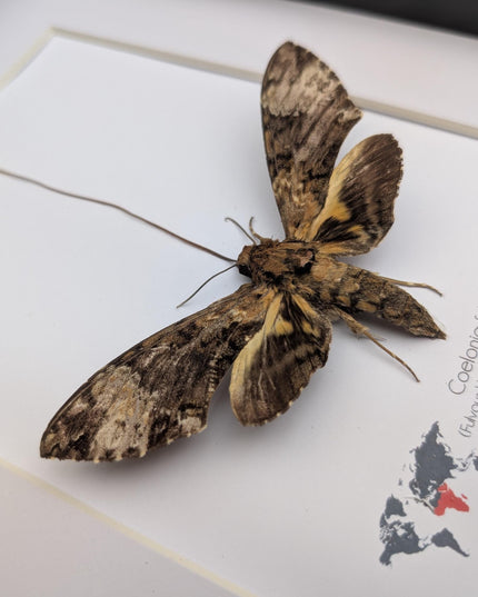 Framed coelonia fulvinotata hawkmoth moth display: entomology gift, bug collection (8"x10") science collection