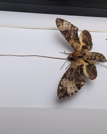Framed coelonia fulvinotata hawkmoth moth display: entomology gift, bug collection (8"x10") science collection