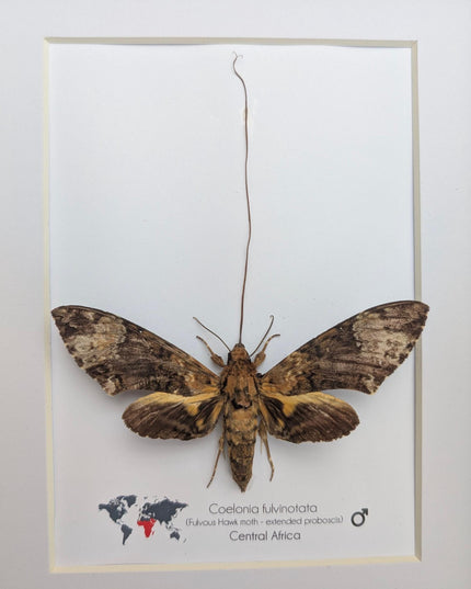 Framed coelonia fulvinotata hawkmoth moth display: entomology gift, bug collection (8"x10") science collection