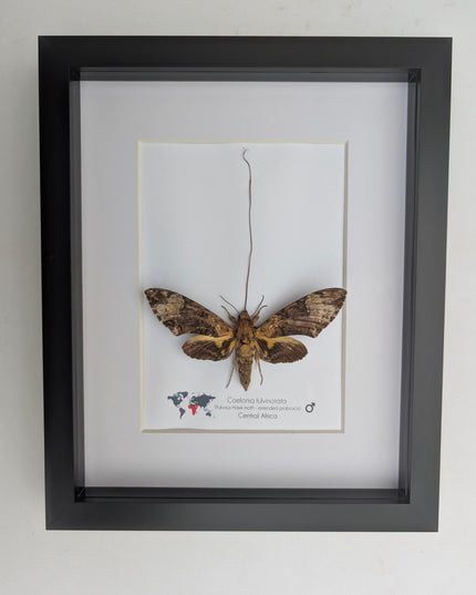 Framed coelonia fulvinotata hawkmoth moth display: entomology gift, bug collection (8"x10") science collection