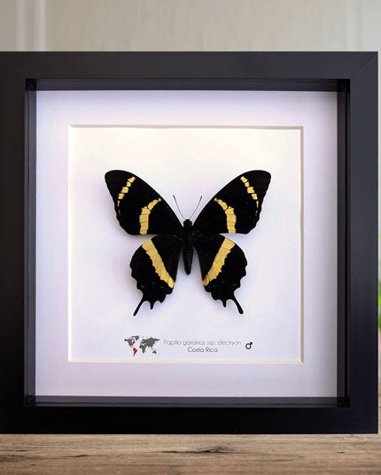 Papilio garamas electryion, the two-tailed swallowtail, costa rica. frame 8" x 8"