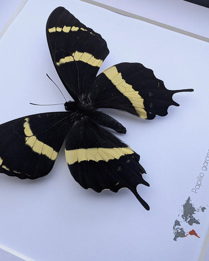 Papilio garamas electryion, the two-tailed swallowtail, costa rica. frame 8" x 8"