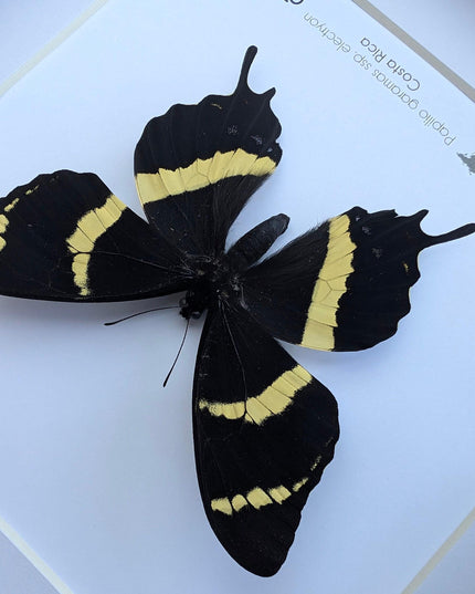 Papilio garamas electryion, the two-tailed swallowtail, costa rica. frame 8" x 8"
