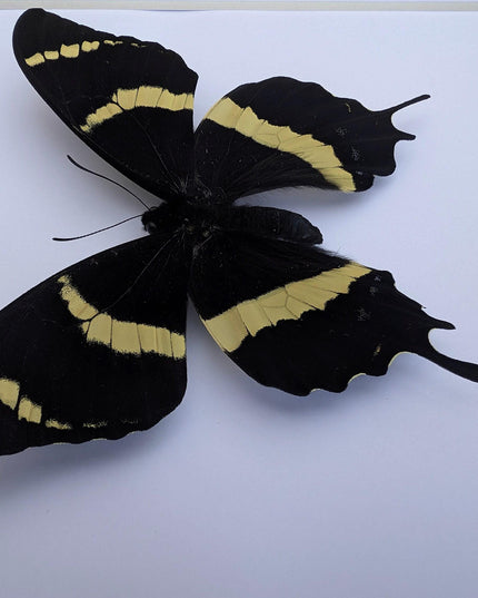 Papilio garamas electryion, the two-tailed swallowtail, costa rica. frame 8" x 8"
