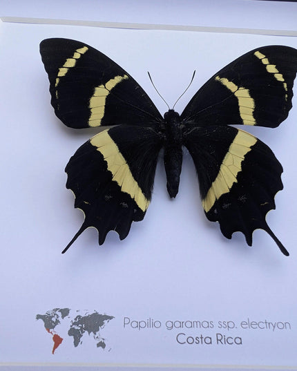 Papilio garamas electryion, the two-tailed swallowtail, costa rica. frame 8" x 8"
