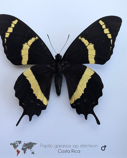 Papilio garamas electryion, the two-tailed swallowtail, costa rica. frame 8" x 8"
