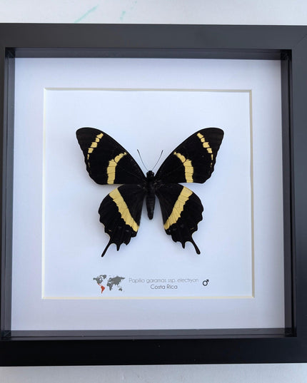 Papilio garamas electryion, the two-tailed swallowtail, costa rica. frame 8" x 8"