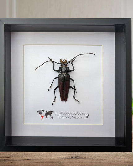 Callipogon barbatum Female, Framed Taxidermy Beetle, Nature Art