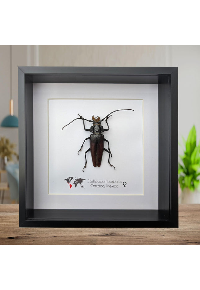 Callipogon barbatum Female, Framed Taxidermy Beetle, Nature Art