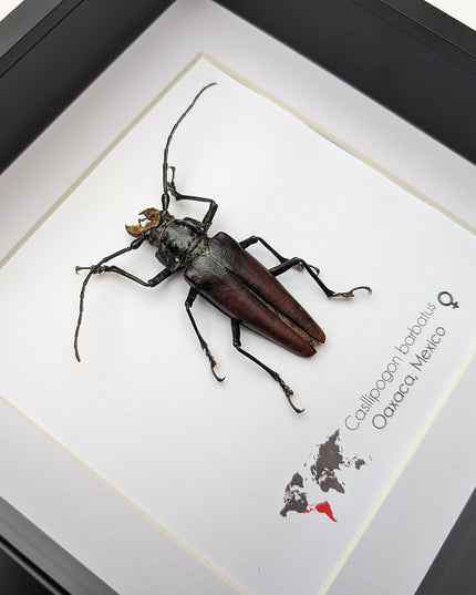 Callipogon barbatum Female, Framed Taxidermy Beetle, Nature Art