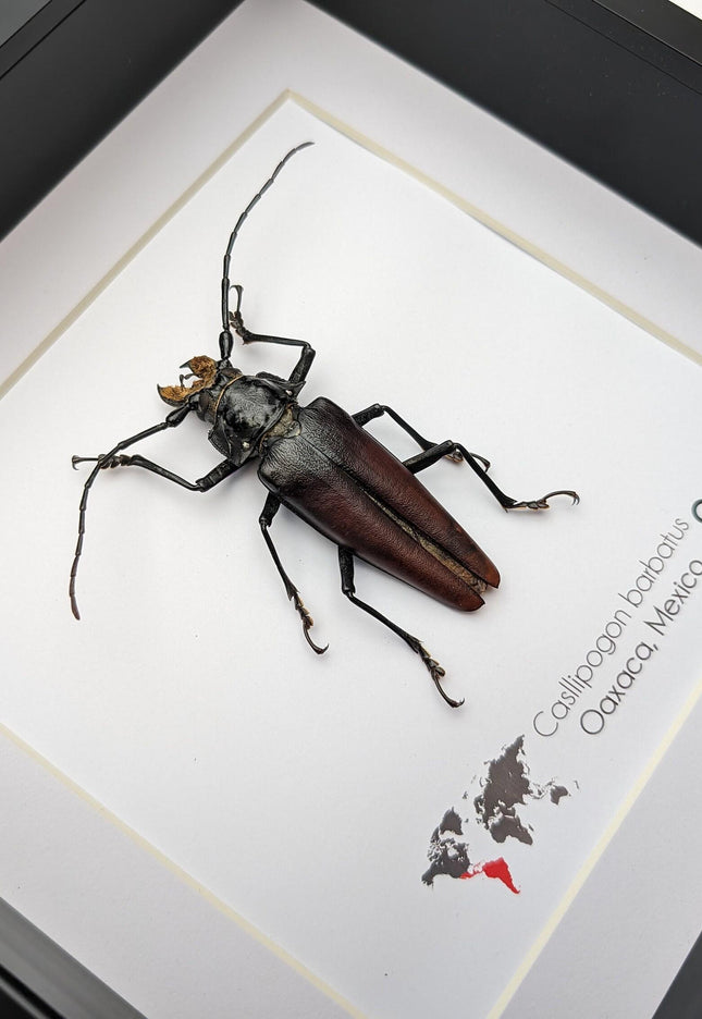 Callipogon barbatum Female, Framed Taxidermy Beetle, Nature Art