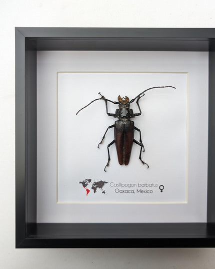 Callipogon barbatum Female, Framed Taxidermy Beetle, Nature Art
