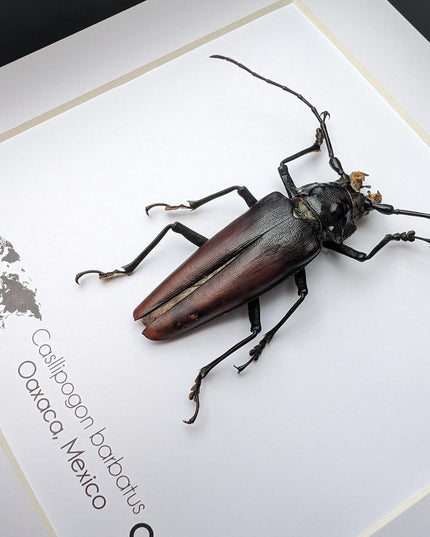 Callipogon barbatum Female, Framed Taxidermy Beetle, Nature Art