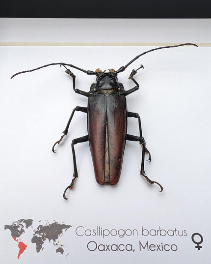 Callipogon barbatum Female, Framed Taxidermy Beetle, Nature Art