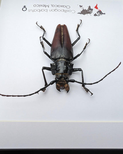Callipogon barbatum Female, Framed Taxidermy Beetle, Nature Art