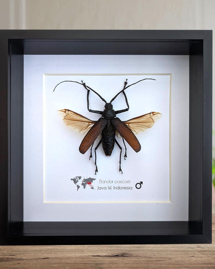 Bandar pascoei, macrotoma longhorn beetle from java, indonesia, shadowbox frame 8" x 8"