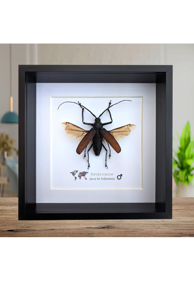 Bandar pascoei, macrotoma longhorn beetle from java, indonesia, shadowbox frame 8" x 8"