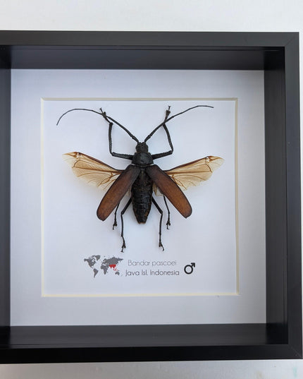 Bandar pascoei, macrotoma longhorn beetle from java, indonesia, shadowbox frame 8" x 8"