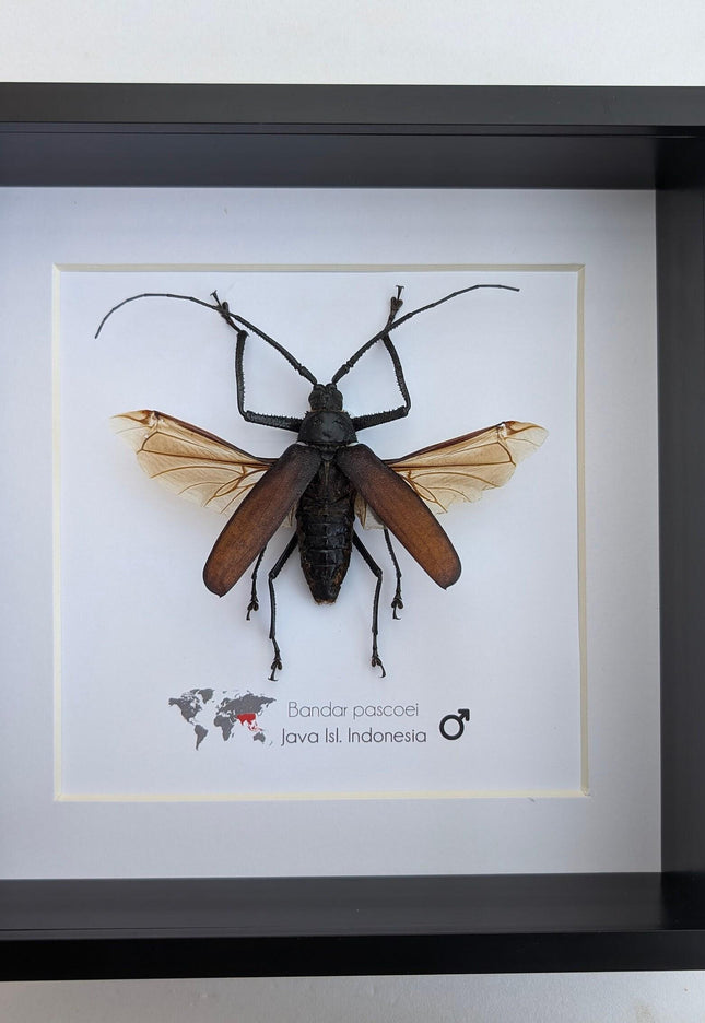 Bandar pascoei, macrotoma longhorn beetle from java, indonesia, shadowbox frame 8" x 8"