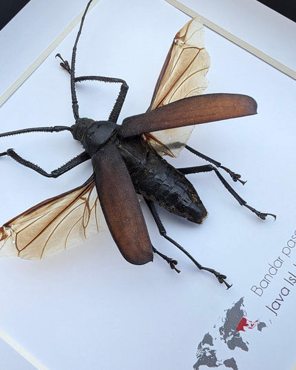 Bandar pascoei, macrotoma longhorn beetle from java, indonesia, shadowbox frame 8" x 8"