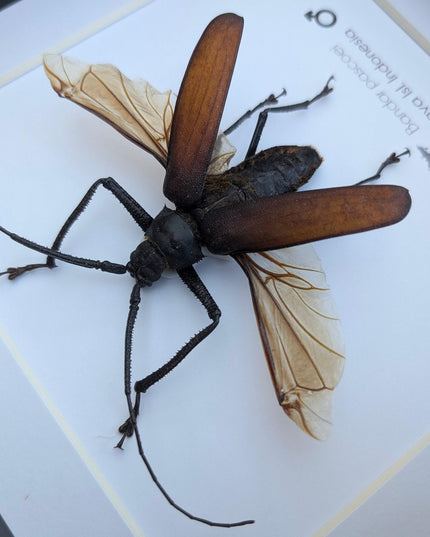 Bandar pascoei, macrotoma longhorn beetle from java, indonesia, shadowbox frame 8" x 8"