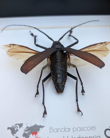 Bandar pascoei, macrotoma longhorn beetle from java, indonesia, shadowbox frame 8" x 8"