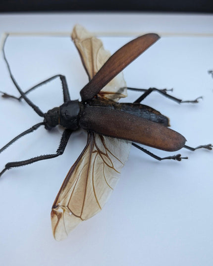 Bandar pascoei, macrotoma longhorn beetle from java, indonesia, shadowbox frame 8" x 8"