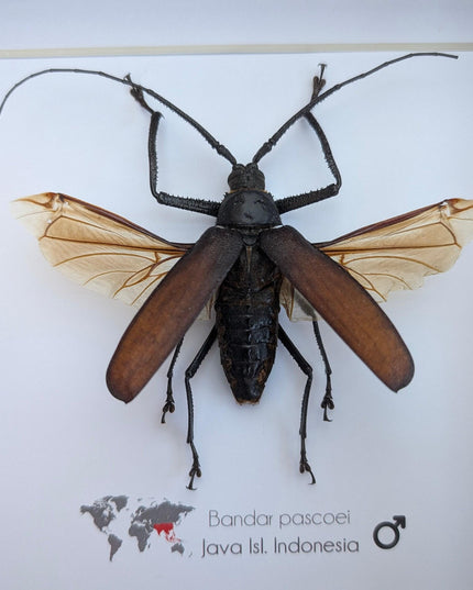 Bandar pascoei, macrotoma longhorn beetle from java, indonesia, shadowbox frame 8" x 8"