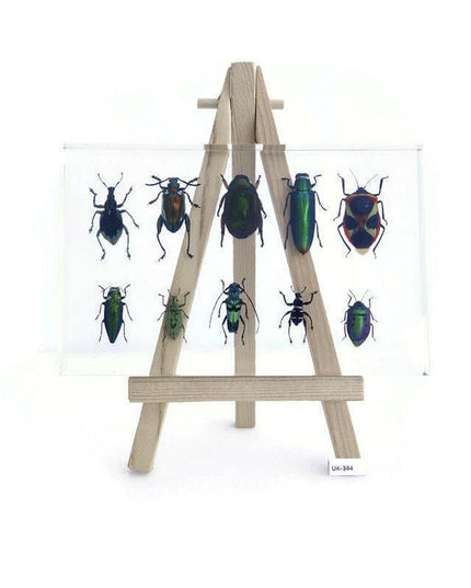 Mixed beetle collection in clear resin block: entomology gift