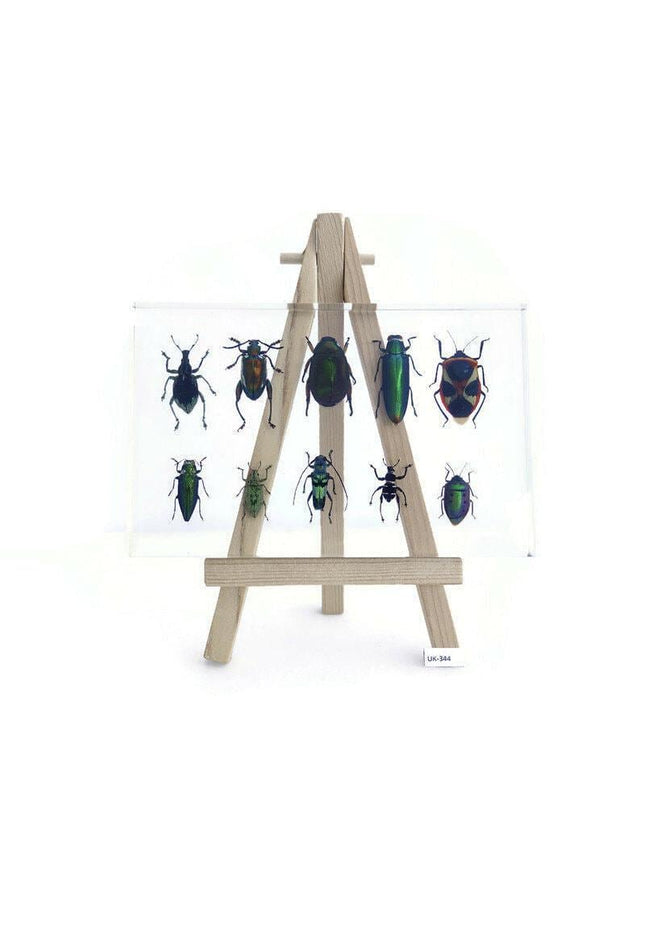 Mixed beetle collection in clear resin block: entomology gift