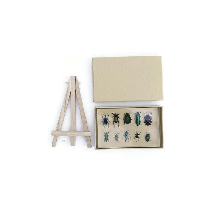 Mixed beetle collection in clear resin block: entomology gift