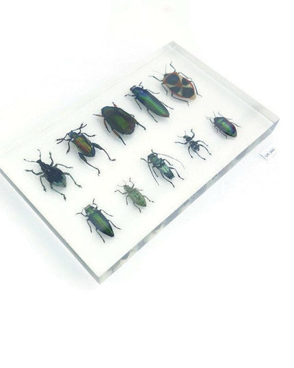 Mixed beetle collection in clear resin block: entomology gift