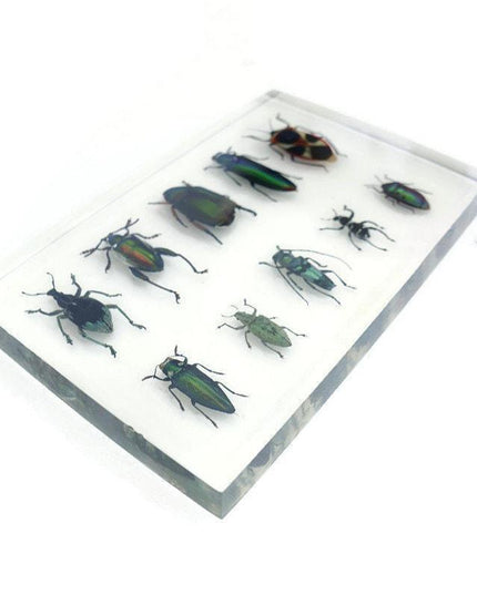 Mixed beetle collection in clear resin block: entomology gift