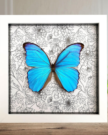 Framed giant blue morpho butterfly taxidermy, nature art