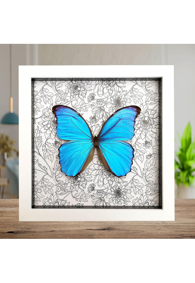 Framed giant blue morpho butterfly taxidermy, nature art